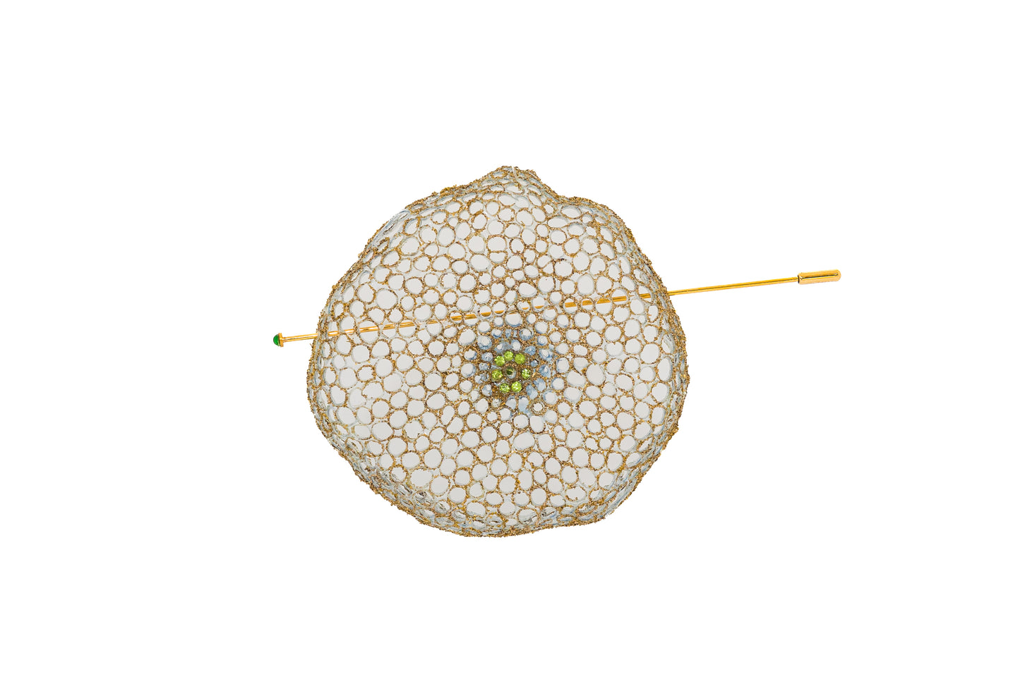 Cassiopea